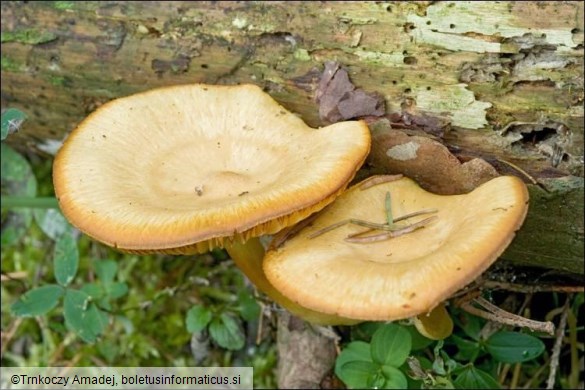 Tricholomopsis decora