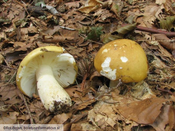 Russula ochroleuca