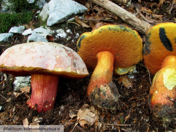 Boletus rhodoxanthus