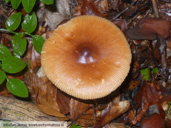 Amanita fulva