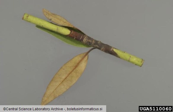 <i>Phytophthora kernoviae</i> na <i>Rhododendron</i> spp.