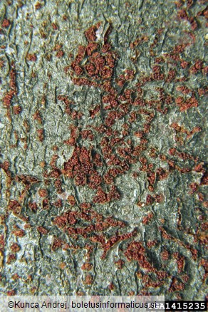 škrlatna bradavička (<i>Nectria coccinea</i>) na <i>Acer pseudoplatanus</i>