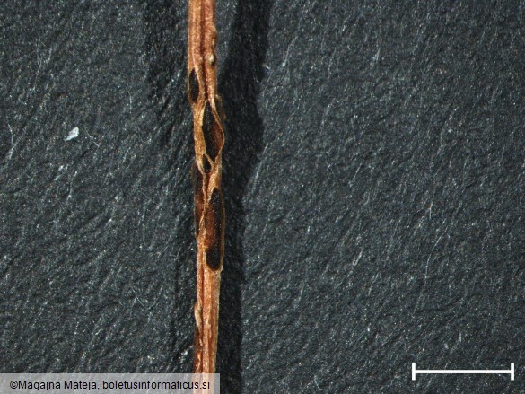 Puccinia polygoni 