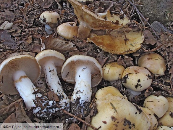 Cortinarius sebaceus