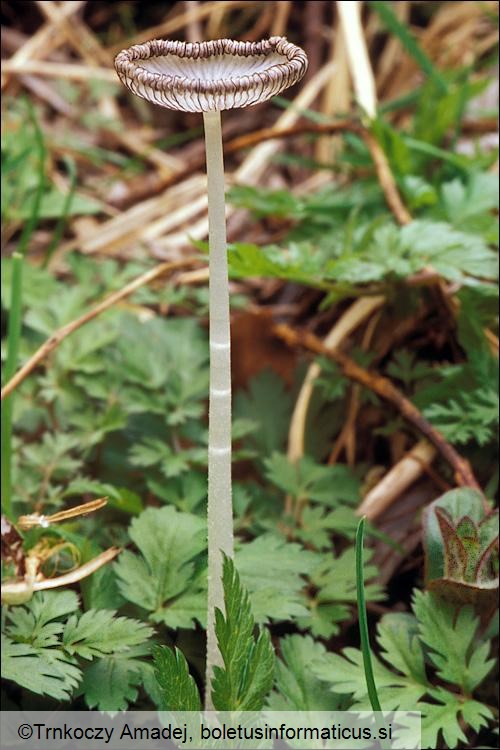 Coprinopsis