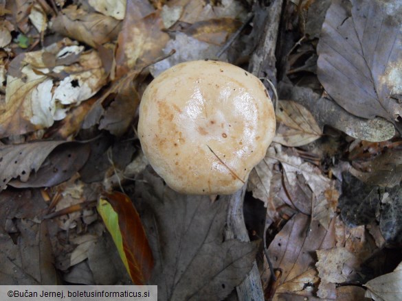 Lactarius pallidus