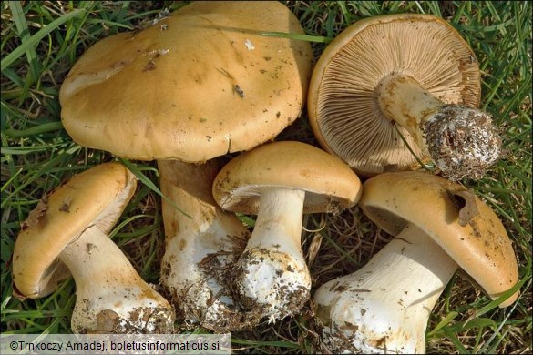 Cortinarius allutus var. xanthus