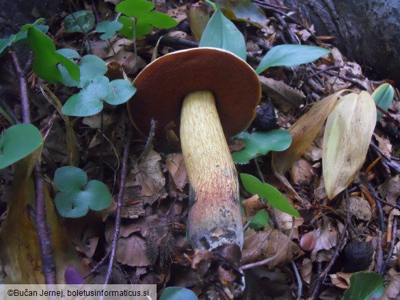 Boletus luridus