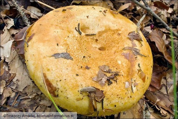 Lactarius scrobiculatus