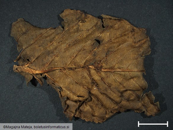 Aecidium rhamni