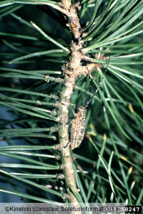 <i>Monochamus galloprovincialis</i> na <i>Pinus sylvestris</i>