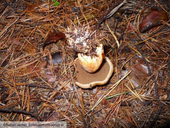 Suillus variegatus