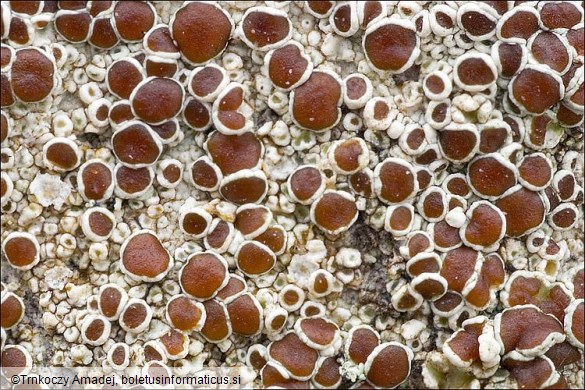 Lecanora argentata