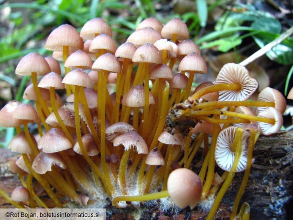 Mycena renati