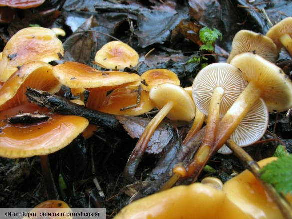 Flammulina velutipes
