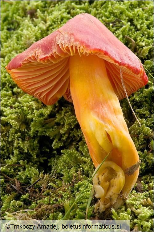 Hygrocybe punicea