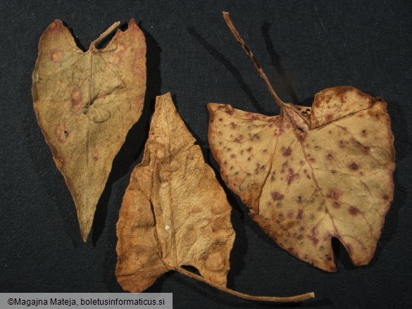 Puccinia polygoni 