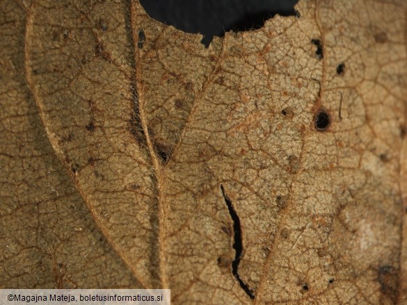 Puccinia prunorum 