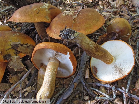 Tricholoma aurantium