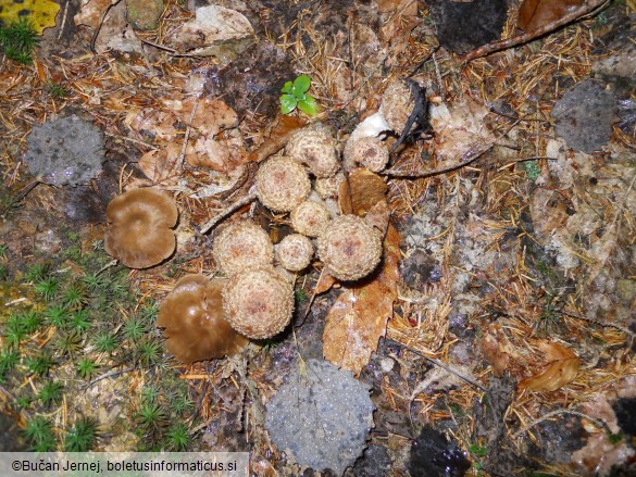 Armillaria ostoyae