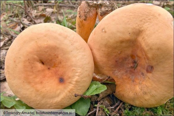 Lactarius volemus