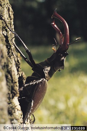 veliki rogač (<i>Lucanus cervus</i>)