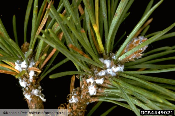 uš zelenega bora (<i>Pineus strobus</i>) na <i>Pinus strobus</i>