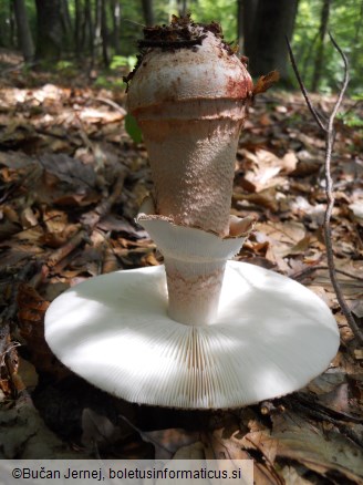 Amanita rubescens