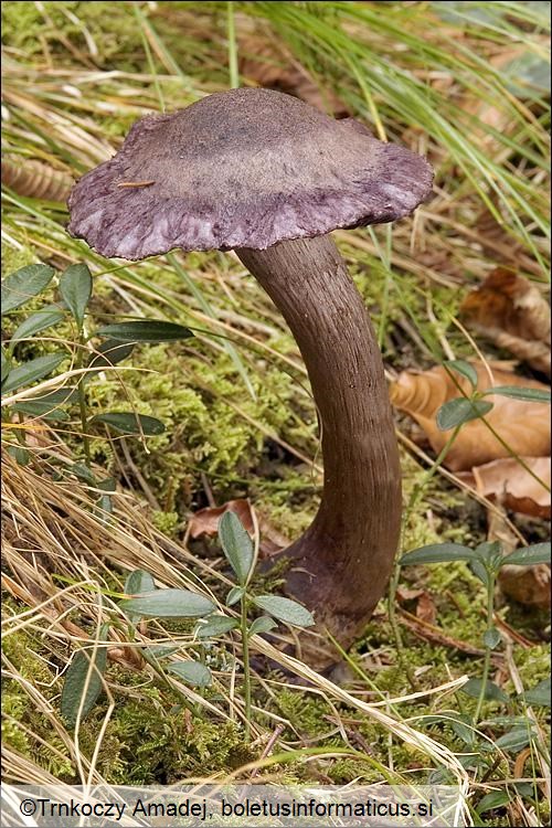 Cortinarius violaceus