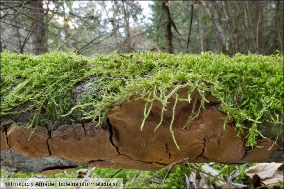 Phellinus conchatus