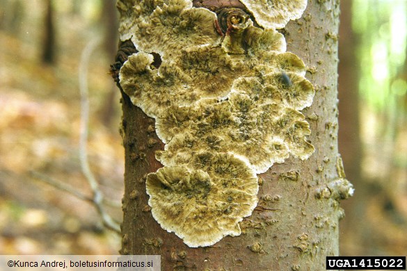 krvaveča krvoslojevka (<i>Haematostereum sanguinolentum</i>) na <i>Pseudotsuga menziesii</i>