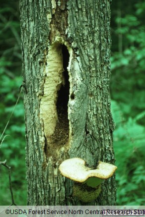 luskati luknjičar (<i>Polyporus squamosus</i>) na <i>Ulmus americana</i>