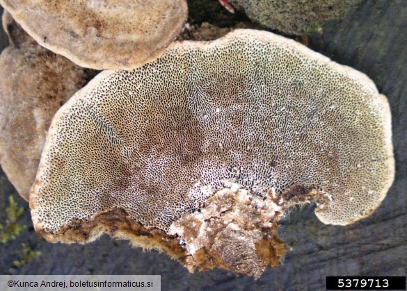 <i>Trametes hirsuta</i> na <i>Quercus</i> spp.