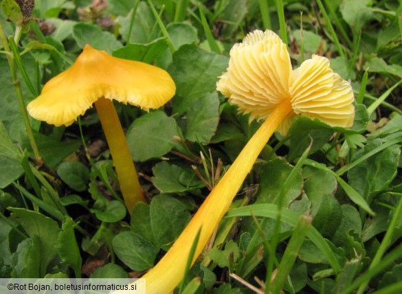 Hygrocybe acutoconica var. acutoconica