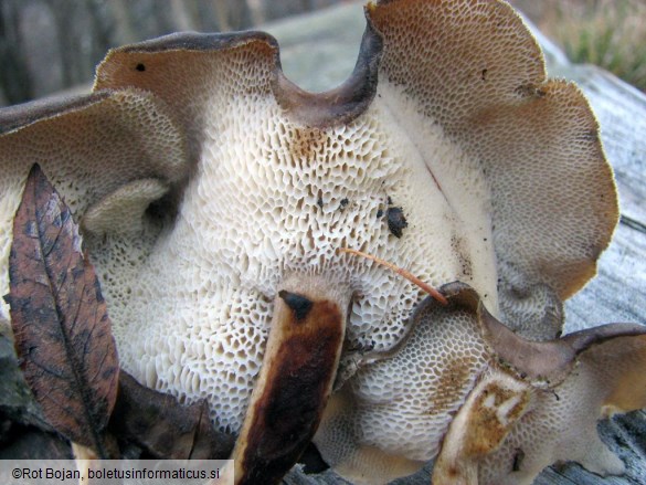 Polyporus badius