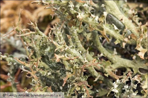 Cladonia furcata