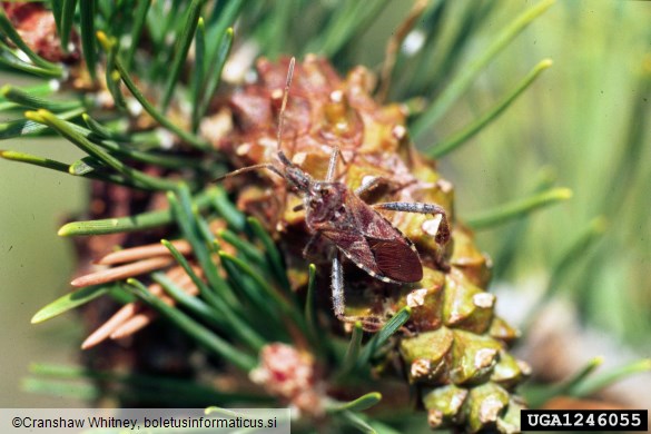 storževa listonožka (<i>Leptoglossus occidentalis</i>) na <i>Pinus</i> spp.