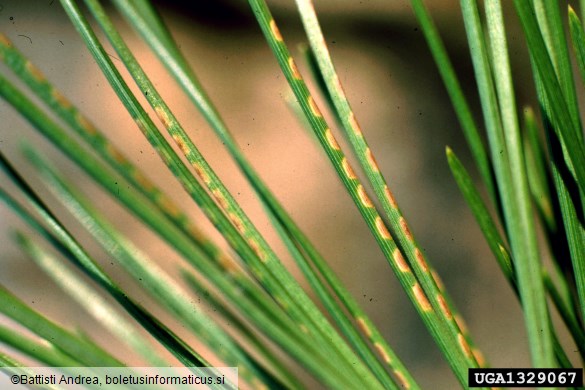 rjava borova grizlica (<i>Neodiprion sertifer</i>) na <i>Pinus nigra</i>