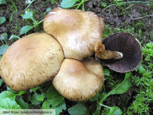 Psathyrella lacrymabunda