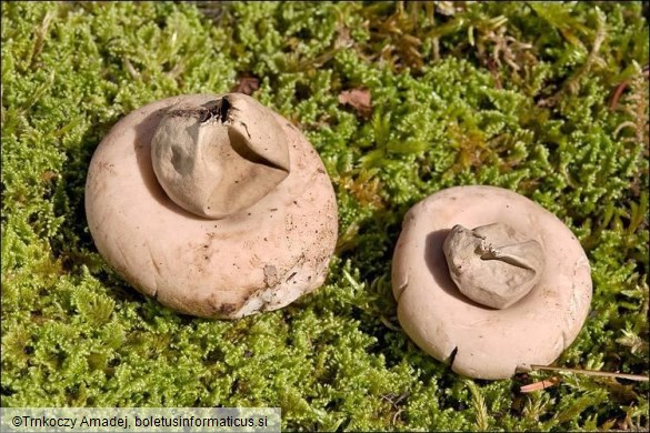 Geastrum fimbriatum