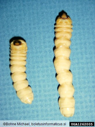 azijski kozliček (<i>Anoplophora glabripennis</i>)