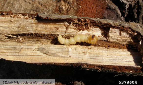 <i>Monochamus galloprovincialis</i> na <i>Pinus</i> spp.