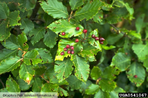 velika bukova listna hržica (<i>Mikiola fagi</i>) na <i>Fagus sylvatica</i>