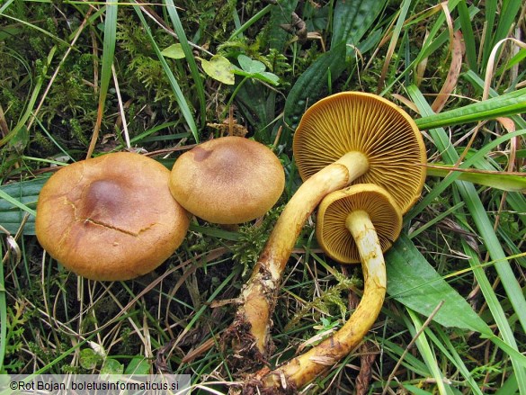 Cortinarius croceus