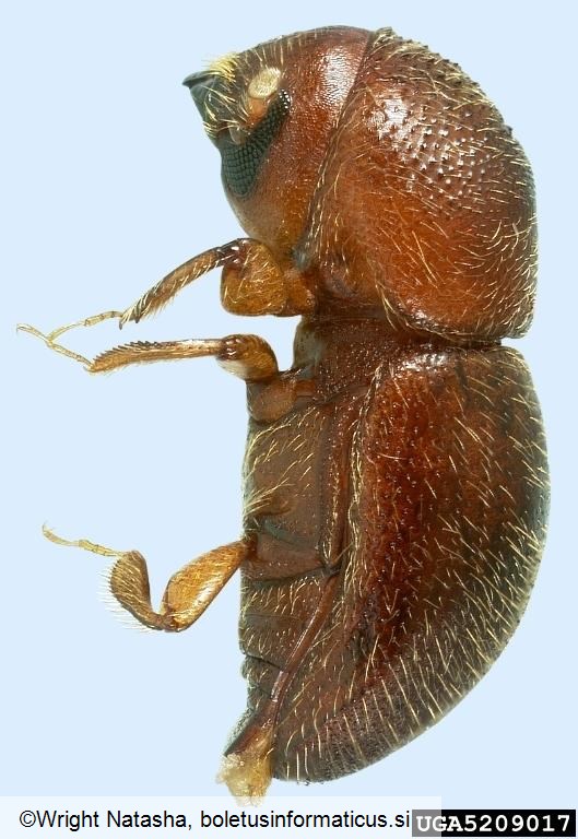 azijski ambrozijski podlubnik