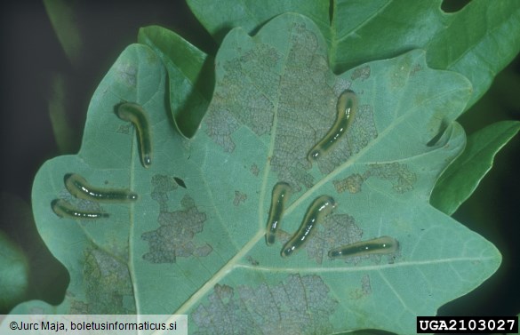 <i>Caliroa annulipes</i> na <i>Quercus pubescens</i>