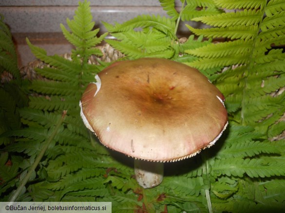 Russula romellii