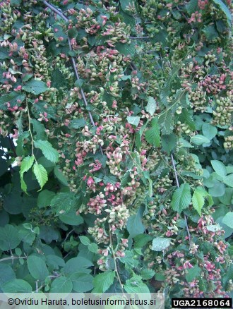 brestova šiškarica (<i>Byrsocrypta ulmi</i>) na <i>Ulmus procera</i>