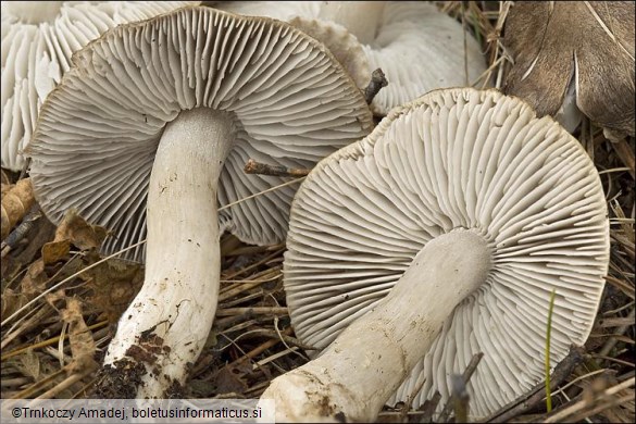 Tricholoma myomyces