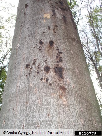 beech bark beetle (Taphrorychus bicolor ) on beech (Fagus spp. )